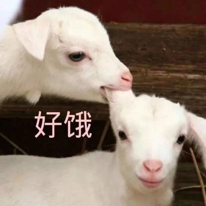 蒙古羊咩咩入境,馋哭了的你想到了什么?