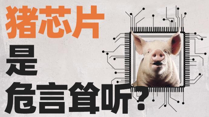 猪肉涨价、种猪全靠进口，拿什么拯救快灭绝的中国猪？