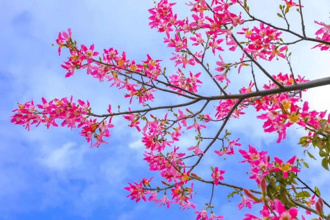 图集丨珠海这片粉色花海快藏不住了美到尖叫