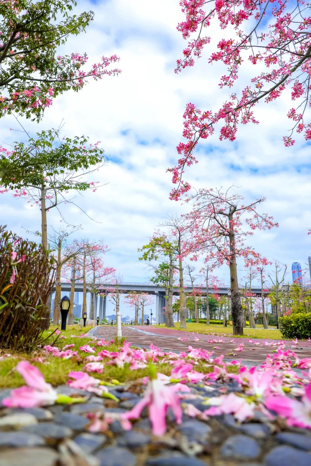 图集丨珠海这片粉色花海快藏不住了美到尖叫