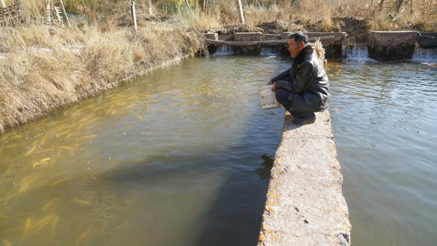 开建在即,韩家峡水库20余万斤虹鳟鱼求"认领"