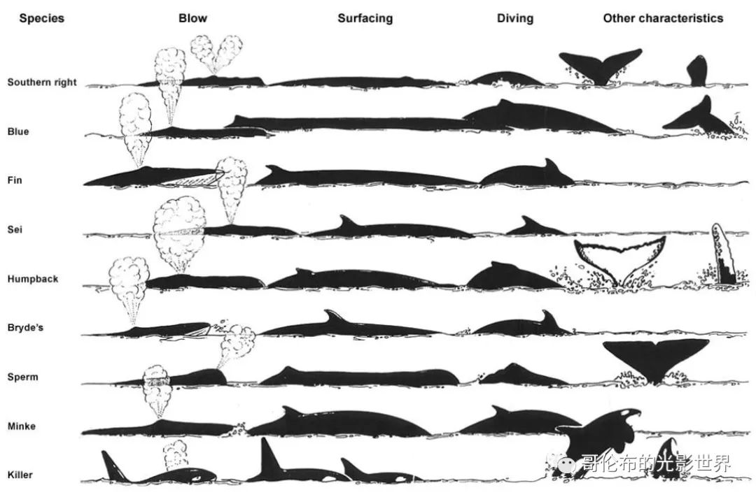 鲸鱼骨架怎么画图片