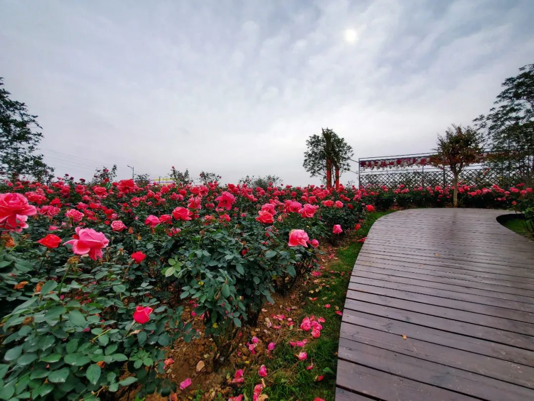 初冬赏花何处去南京这个近400亩的月季花海赶紧安排