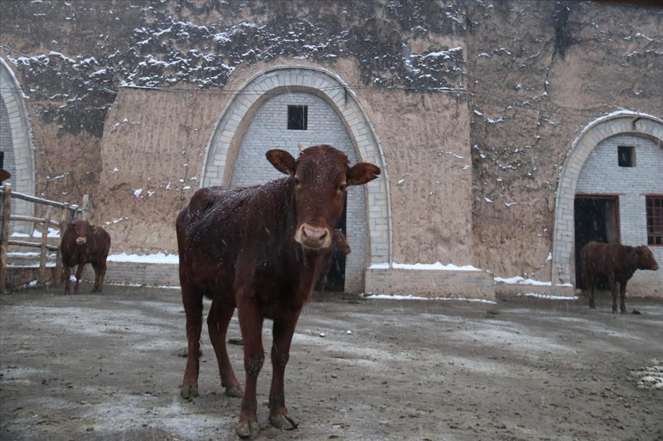 中央媒体看甘肃甘肃平凉赶着红牛奔小康