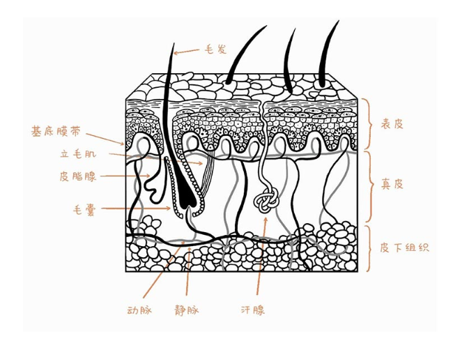 皮肤结构图简笔画图片