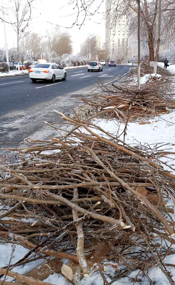 王凯 抢时间抢好天气 全面清理断枝倒木 防止发生次生灾害 尽快恢复城市正常秩序