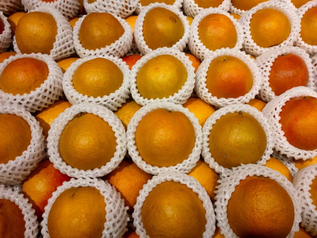 畅销国内外高端市场的丽江木梨成熟啦独家销售地点在