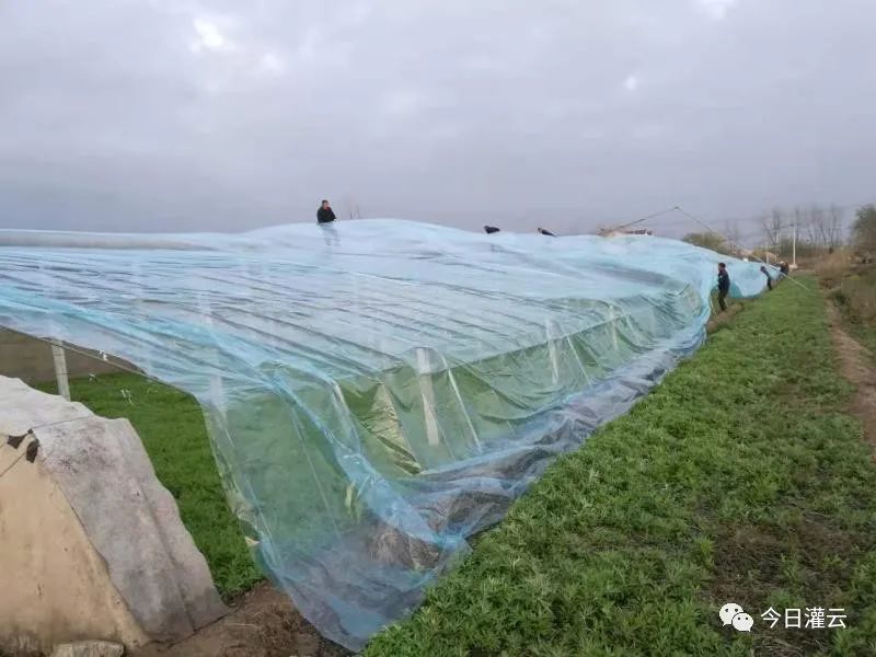 气温走低 农户做好蔬菜大棚防寒保暖工作