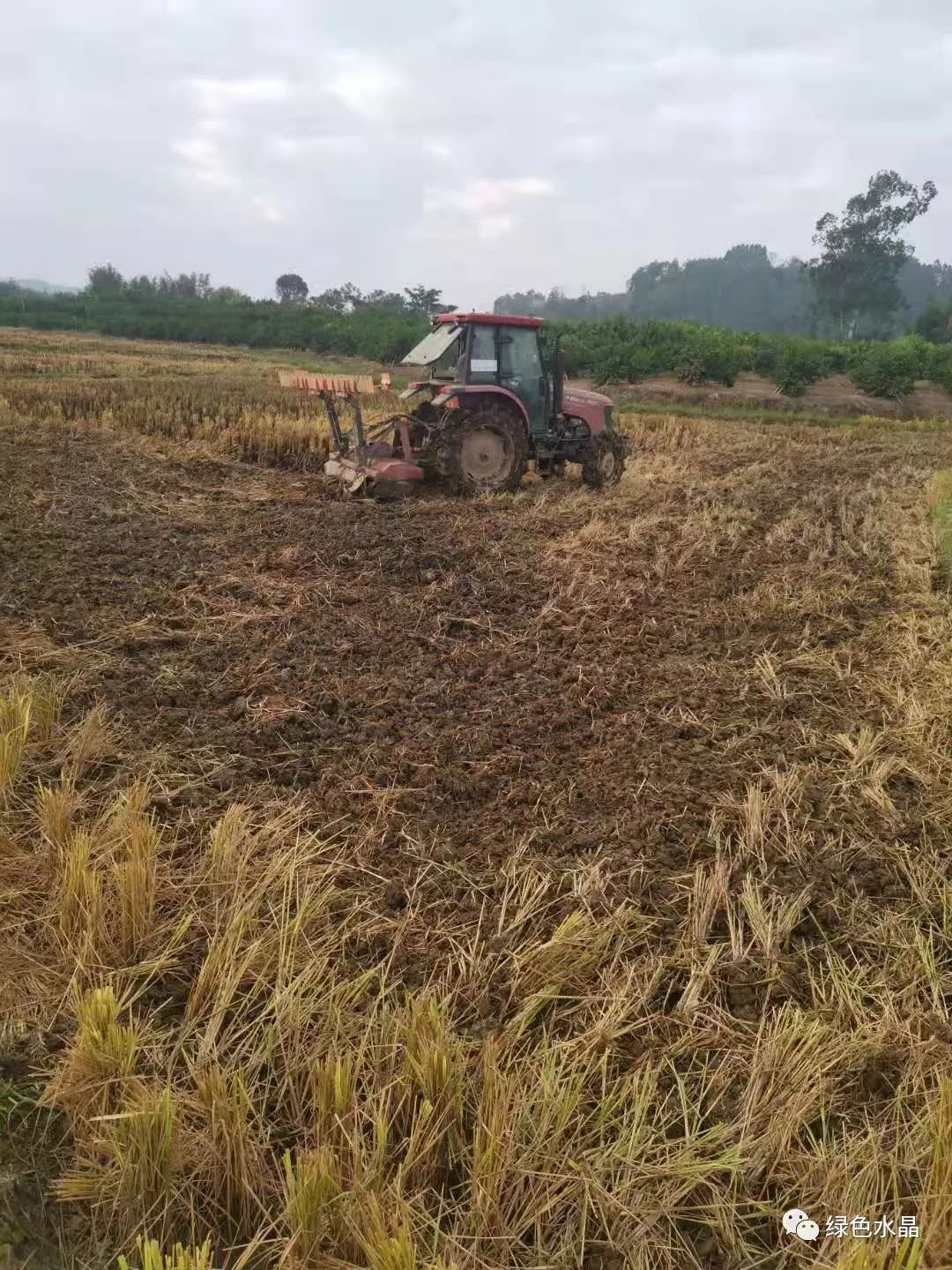 稻油轮作肥了农田美了村庄水晶乡开展双季稻轮作试点工作