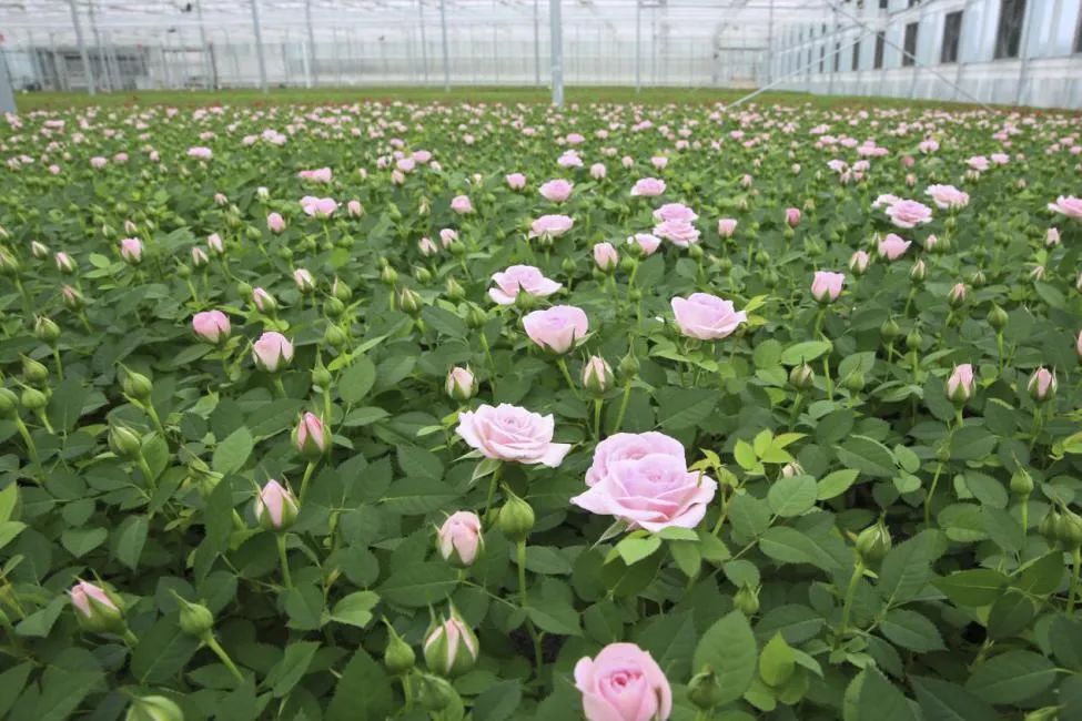 探访云南名花基地之旅即将开启你准备好了吗