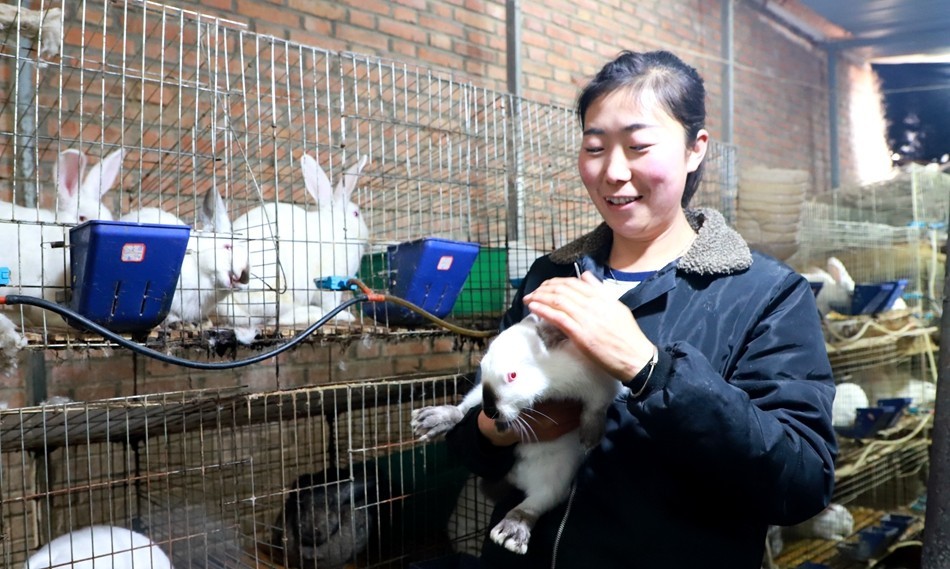 致富养兔子_致富经兔子养殖_致富经养兔