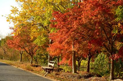 自由的枫叶草 745.jpg