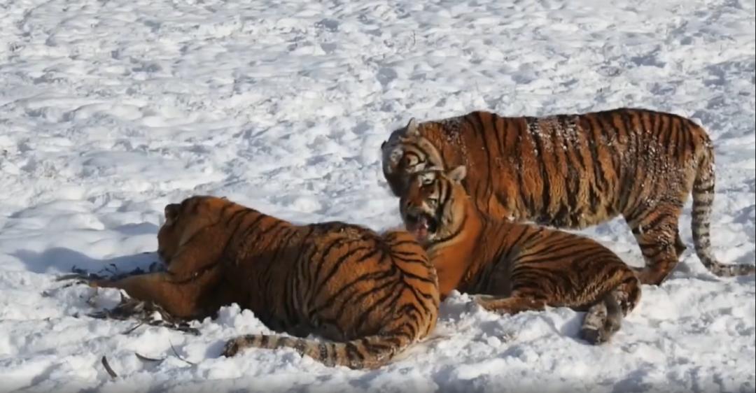 堆雪老虎图片大全图片