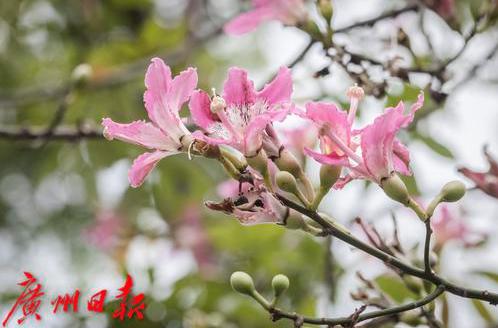 与公交约看广州美景丨异木棉花开成粉色的海洋爱了