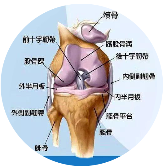 股骨内侧髁位置图片图片