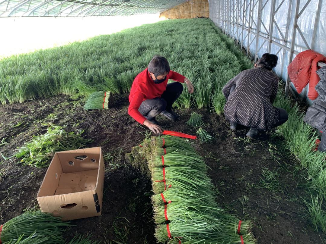 产业扶贫双百典型双合村装满菜篮子鼓起钱袋子