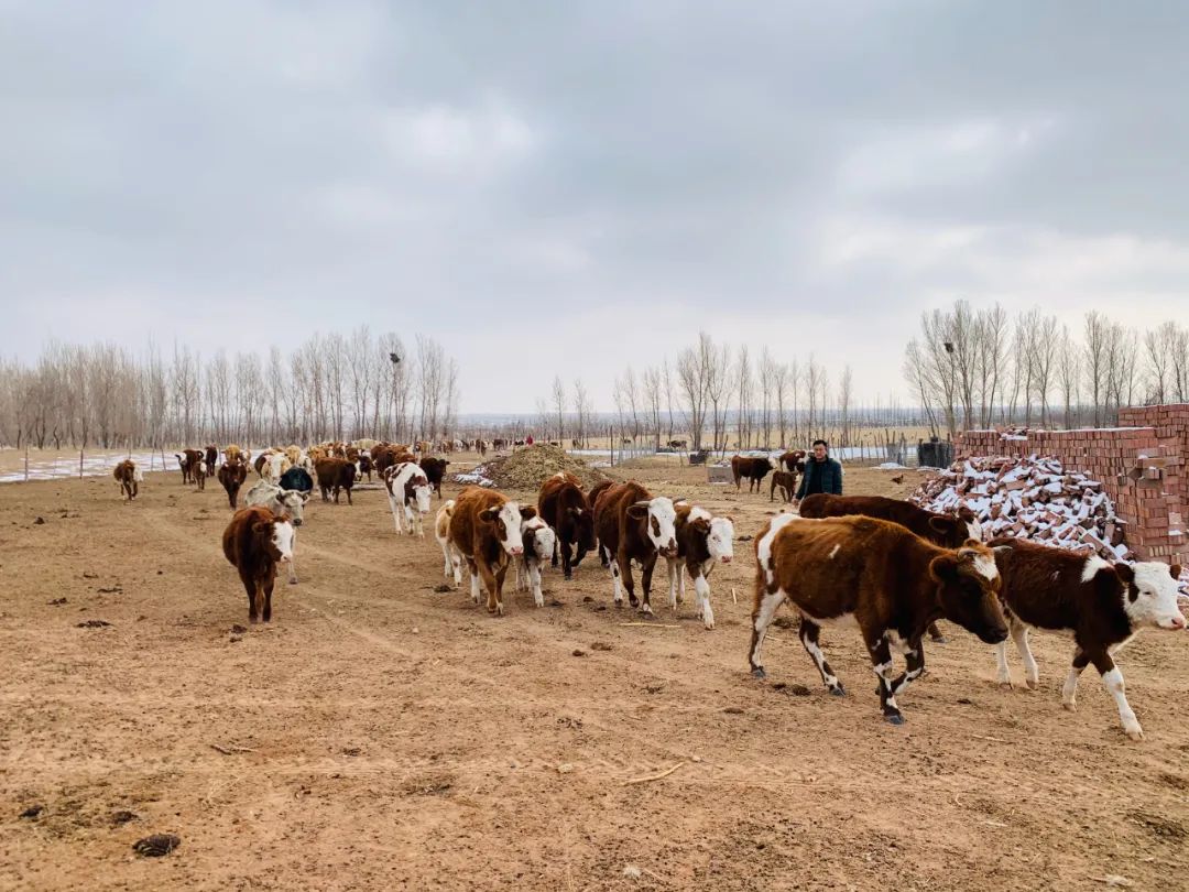 初冬时节,鄂托克旗农牧民加大饲草料储备力度,增加饲料库存,为牲畜备
