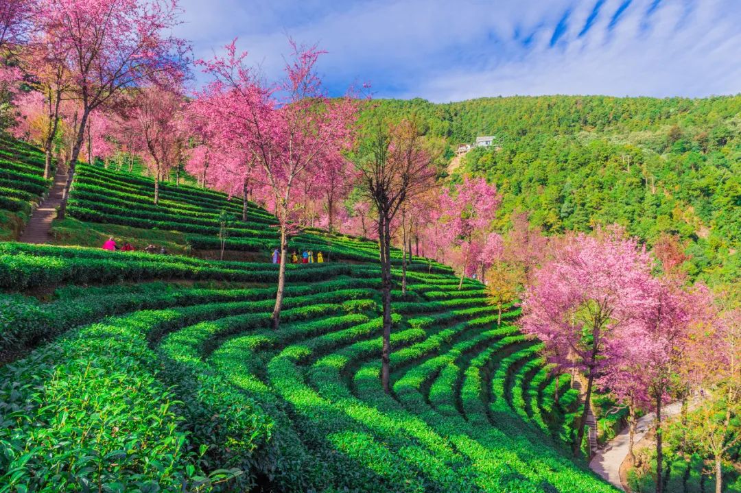 云南无量山的樱花谷,也美得让人心醉/图虫创意若嫌路途遥远无缘亲历