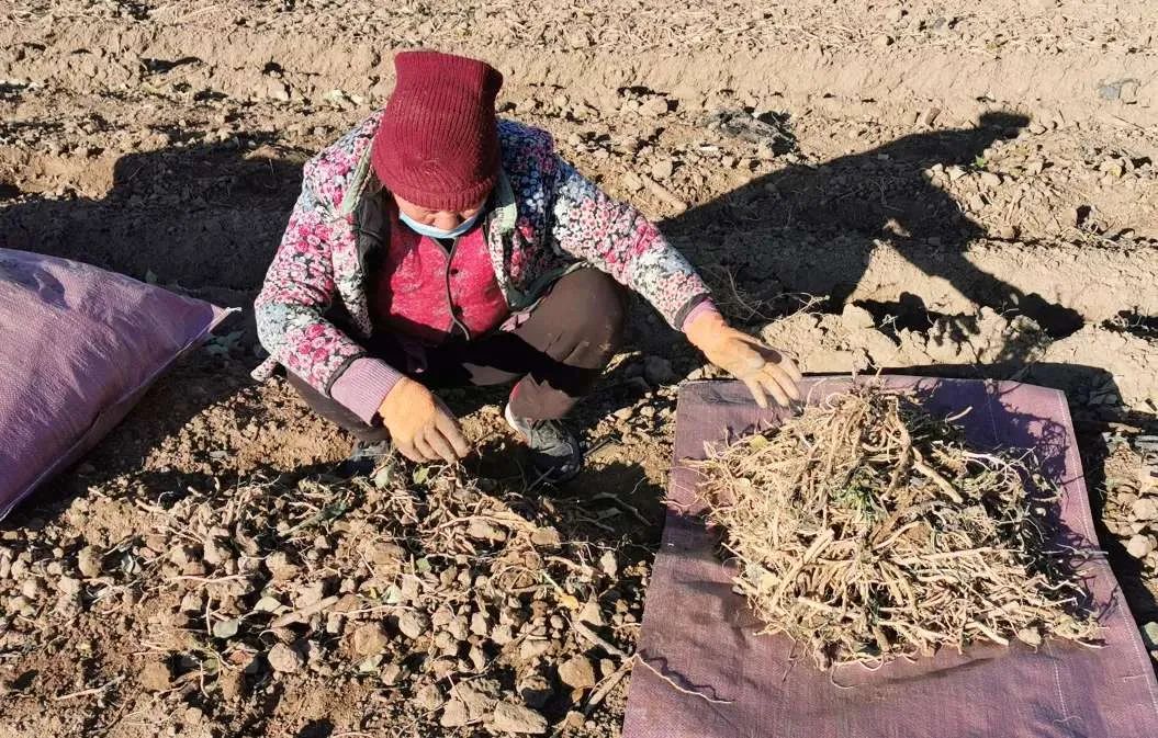 阿勒泰地区因地制宜发展中药材产业中国西部药谷呼之欲出