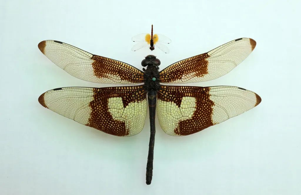 体长不足15毫米,乐山发现目前已知世界最小蜻蜓个体