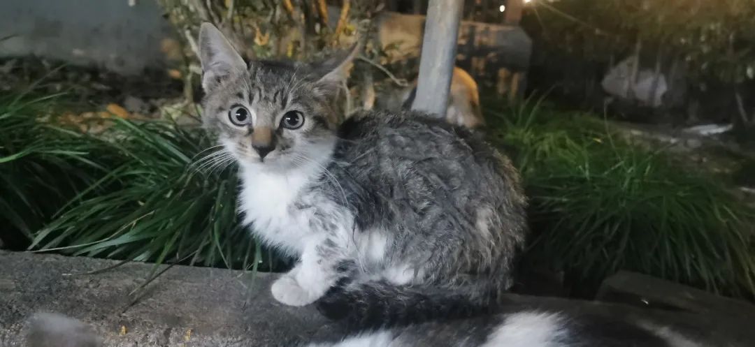 上海领养加白狸控进来撸四只小可爱