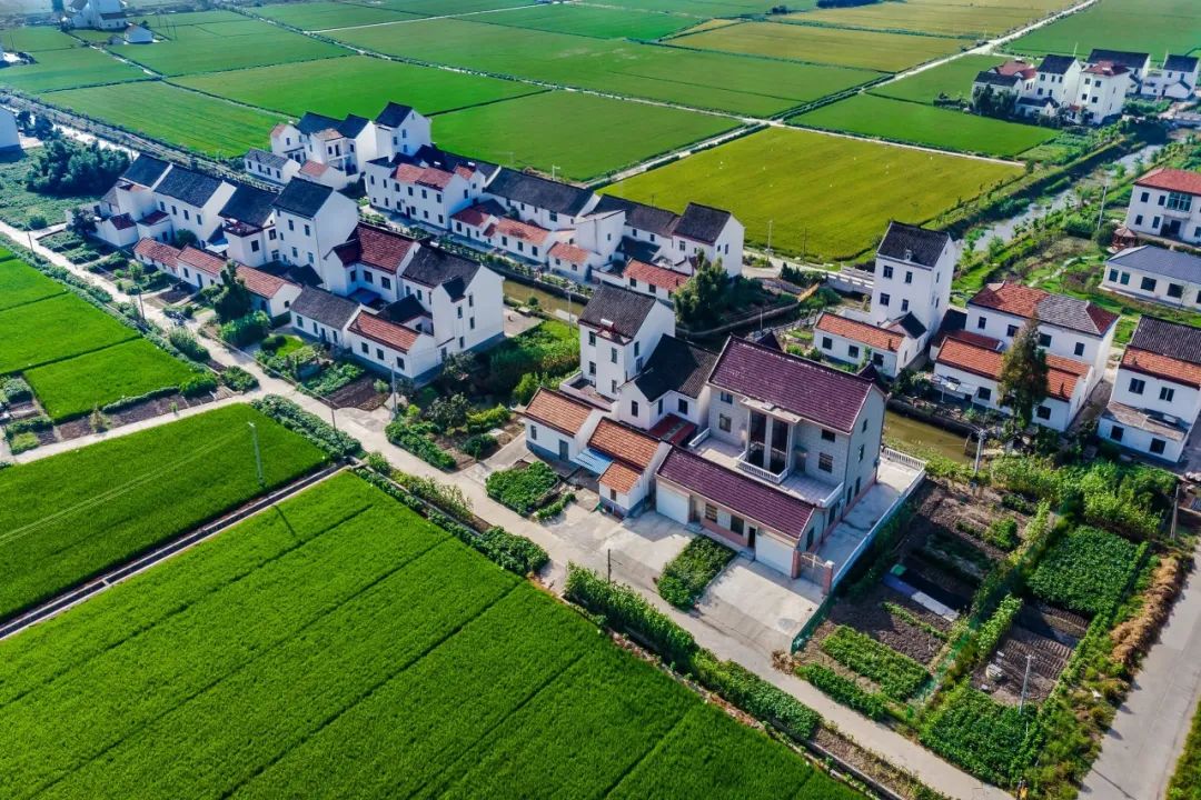 朱泾镇待泾村:花海村飘起文明风