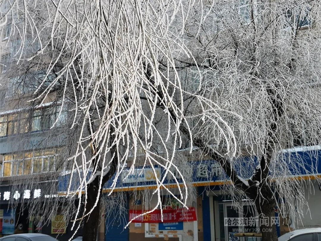 雪树银花雾凇扮靓冰城