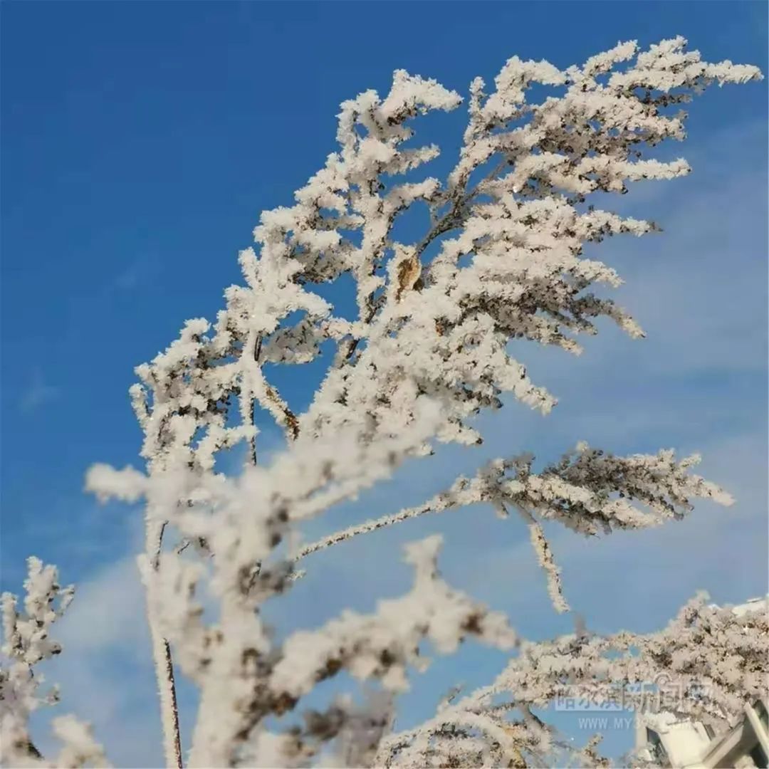 雪树银花雾凇扮靓冰城