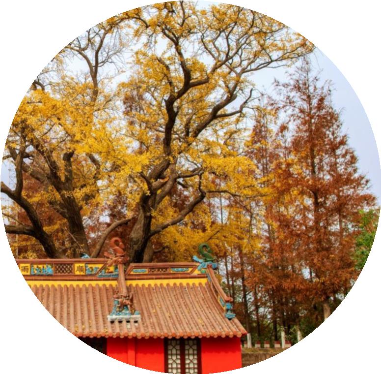 10米 冠径:24米 地址:高东镇(原隶属杨园镇)永新村钦公塘内侧(近庙车