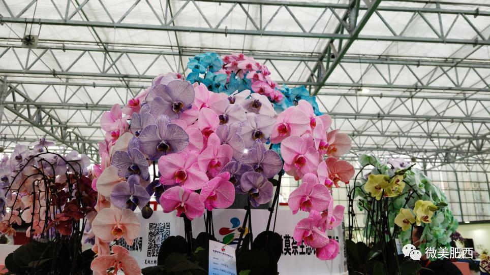 2020合肥苗交会暨安徽省第八届花博会开幕这个周末一起来逛花花世界