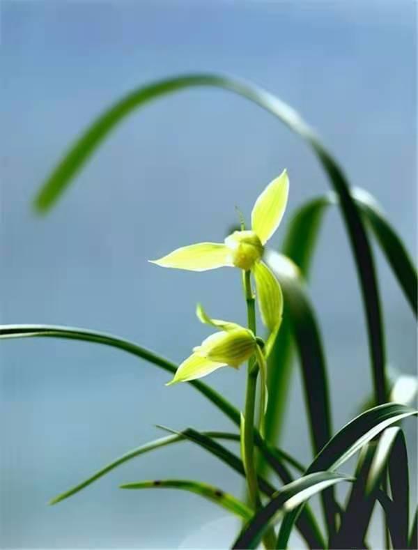 卜算子 · 咏兰王冬庭无语抱幽贞,独放松篁底.