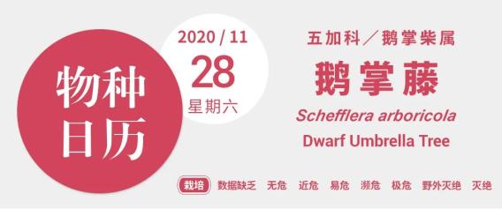谁能想到 绿化带里的 灌木 居然起了个这么好吃的名字 湃客 澎湃新闻 The Paper
