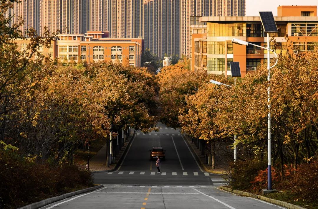 山东建筑大学樱花路图片