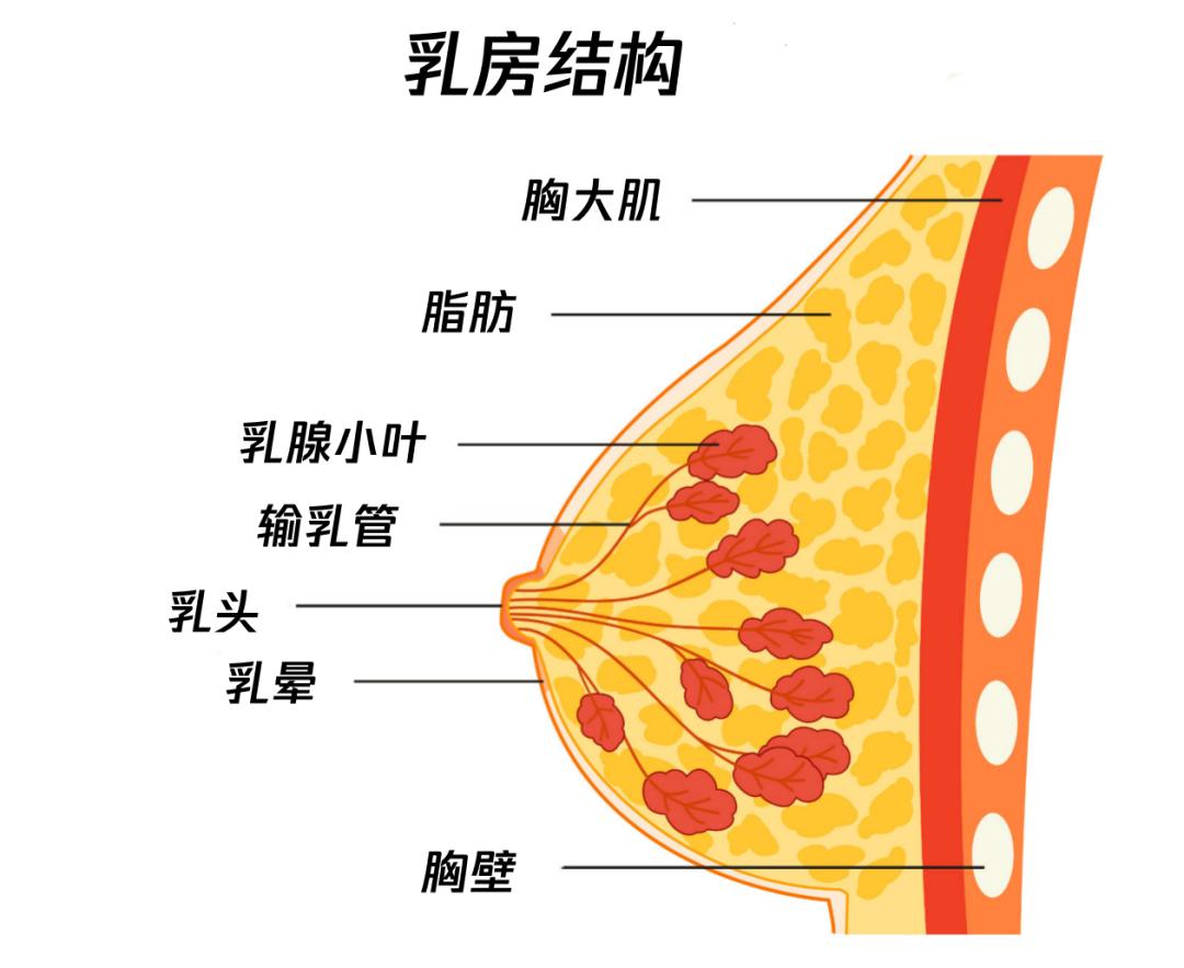 乳腺 豐胸