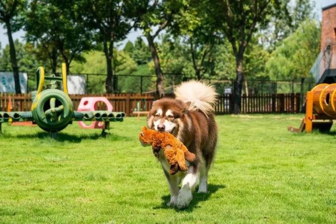 魔都十大遛狗圣地出炉快带上毛孩子去撒野