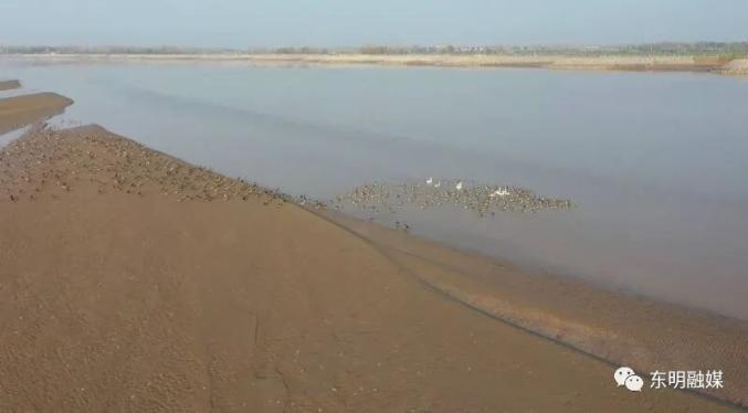 十万只大雁现身菏泽黄河滩场面壮观