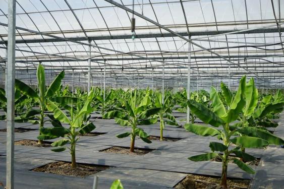 他们还只是小小的一只正义园艺的香蕉大棚 时第一次来到还记得去年9