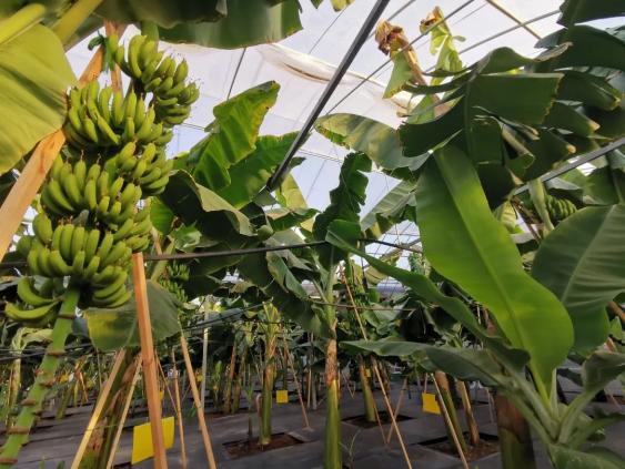 还记得去年9月份 第一次来到 正义园艺的香蕉大棚 时