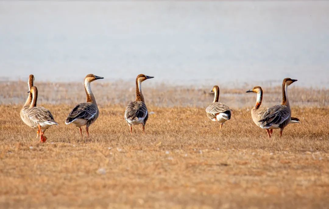 鸿雁传书原来和苏武牧羊的故事有关