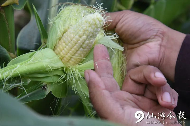 (玉米颗粒不饱满)