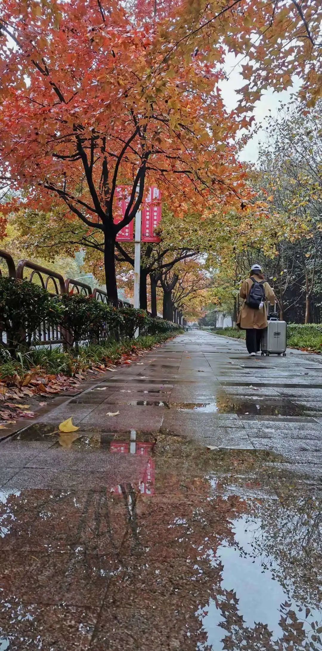 实拍新区这条道路落叶不扫就是要你好看