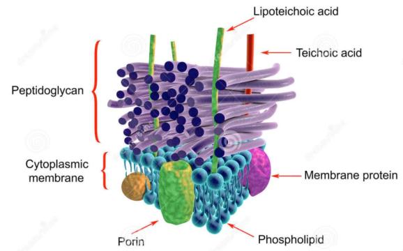 科学普及今天好好聊聊抗生素