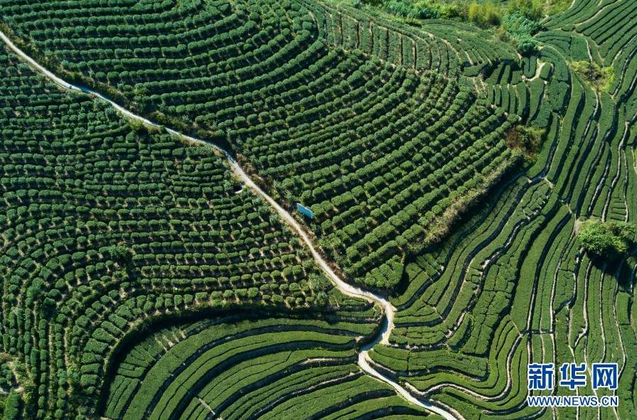 闪耀全球好一杯福建茶