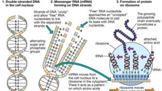 “它将改变一切”，AI解决生物学50年来重大挑战，破解蛋白质分子折叠问题