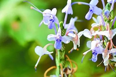 野生动植物丨云南发现中国新记录植物大叶可爱花