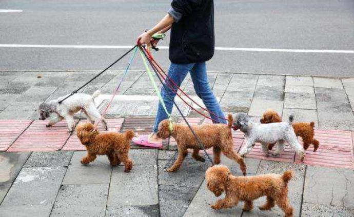 青岛一小区全面禁养宠物，能解决日益激化的人狗矛盾吗？