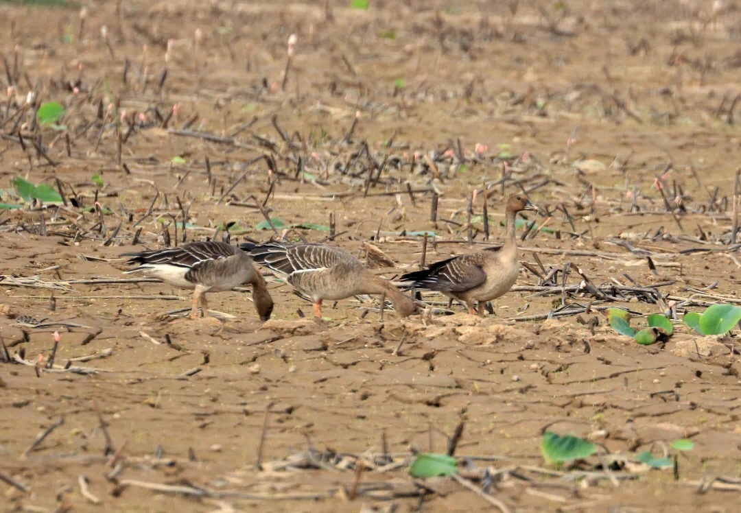 雁落平沙美景再现短嘴豆雁来啦刷新珠海鸟类新纪录