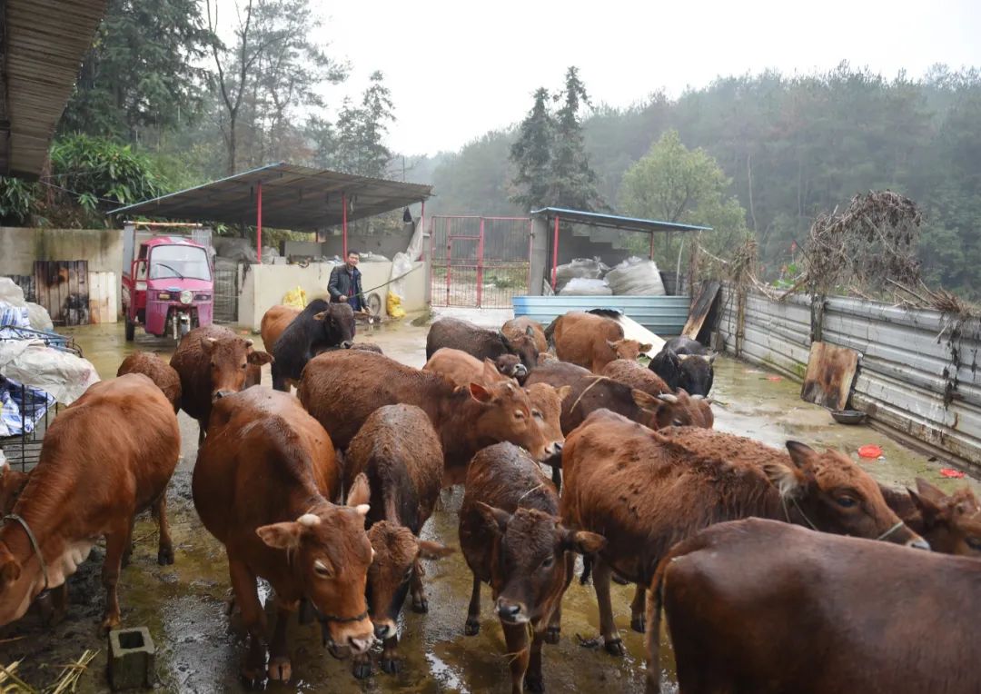 散养黄牛奔小康_澎湃号·媒体_澎湃新闻-the paper