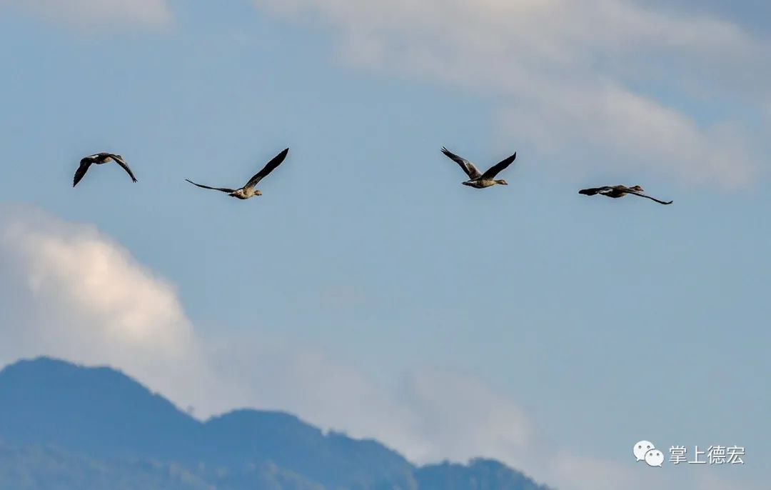 拾影鸿雁飞到我家乡德宏