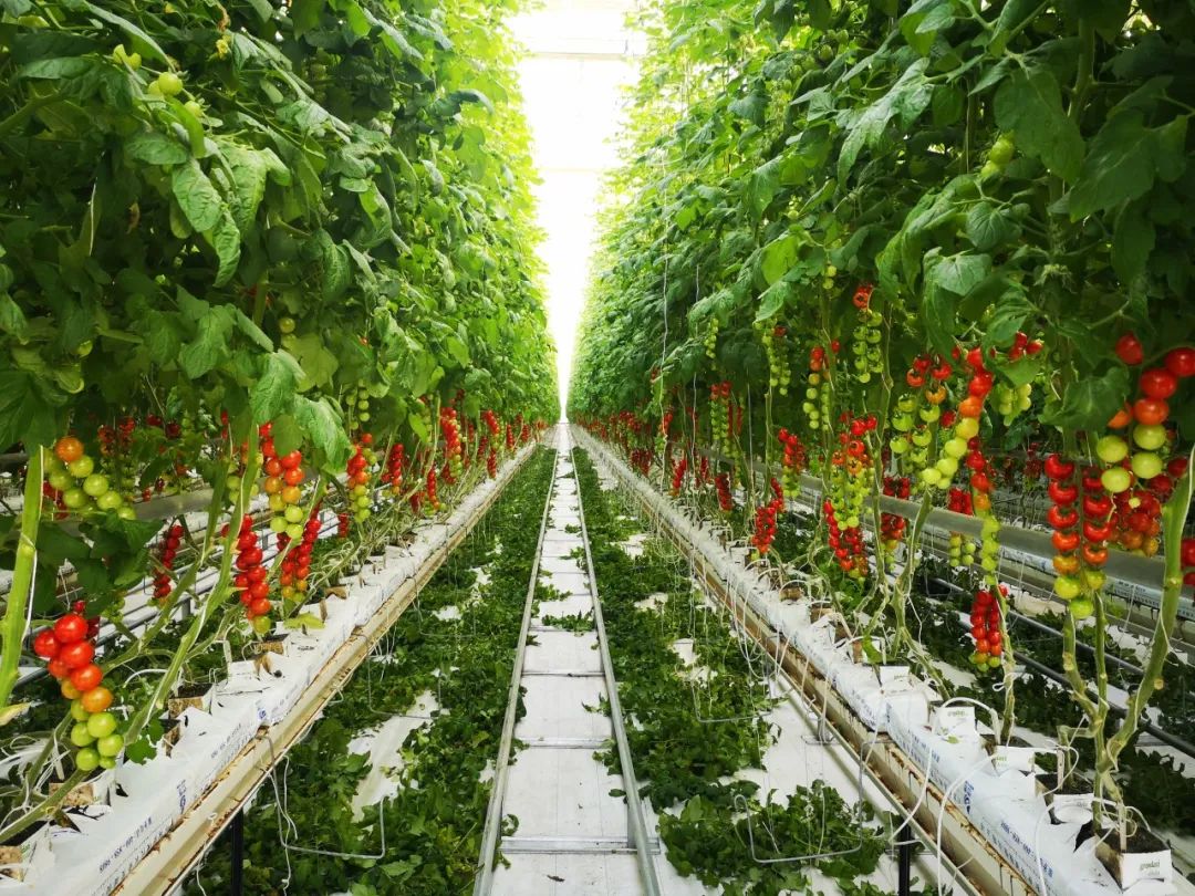 今年,我们小番茄的种植面积大概在2500平方米左右.